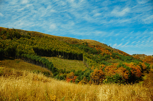 maple trees on mountain