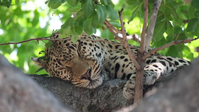 African Leopard Lying On Big Branch While Sleeping. Close Up