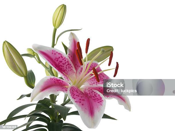 Fiore Di Giglio Isolato Su Sfondo Bianco - Fotografie stock e altre immagini di Amore - Amore, Bellezza naturale, Botanica