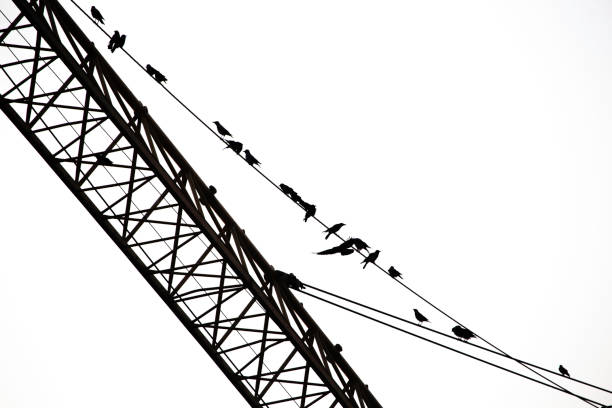 birds on wires against the sky