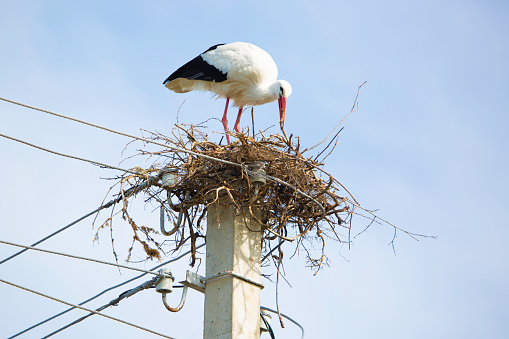 stork is nesting