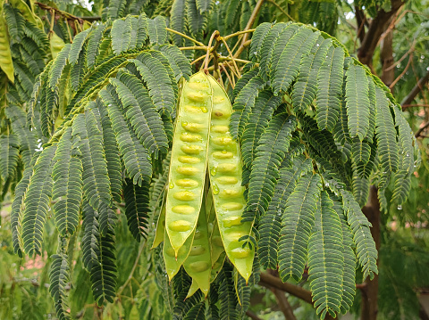 green leaves and seed pods of albizia tree