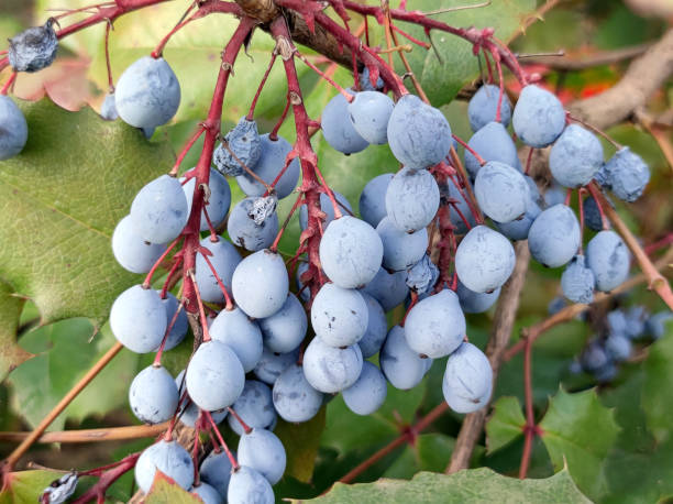 istock mahonia shrub branch with blue berries close up 1811074038