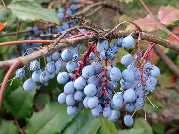istock mahonia shrub branch with blue berries close up 1811074039