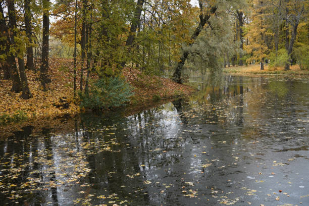 istock View  on the park with pond and  yellow trees. 1811075628