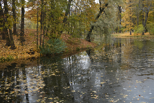 View  on the park with pond and  yellow trees.