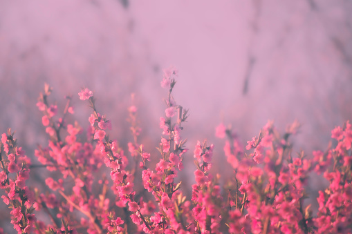 pink background consisting of flowers