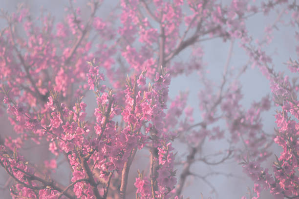 istock pink background consisting of flowers 1811076149