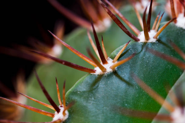 istock close up of cactus 1811082077