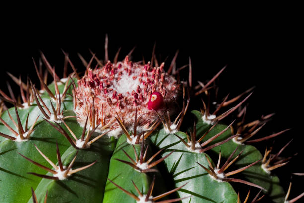 istock close up of cactus 1811082599