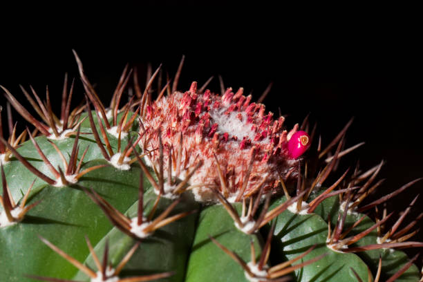 istock close up of cactus 1811082616