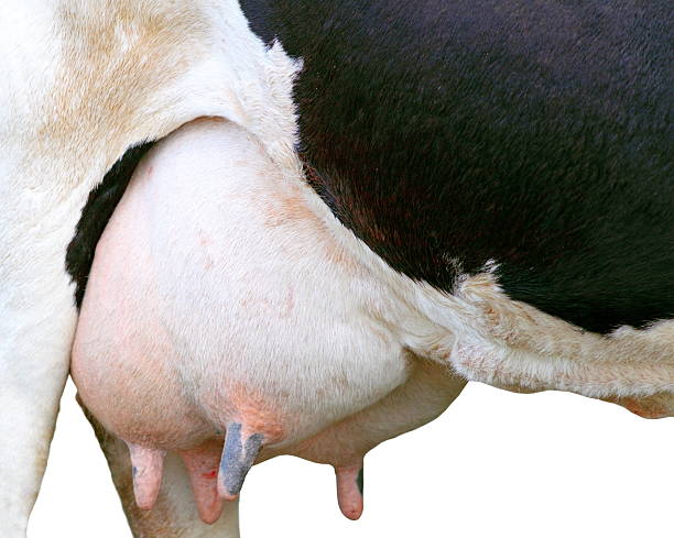 Cow's udder