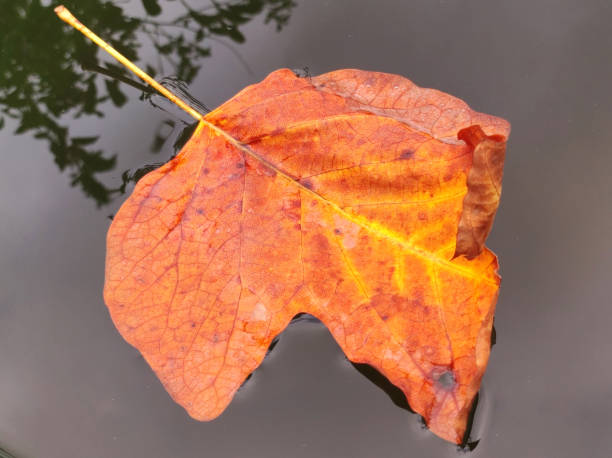istock fallen tulip poplar tree leaf in the autumn 1811088548