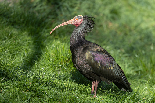 Northern bald ibis, hermit ibis, or waldrapp (Geronticus eremita) standing on a meadow.