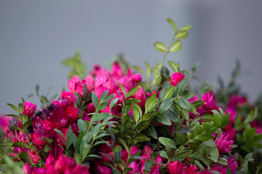 Pink Peonies in bloom