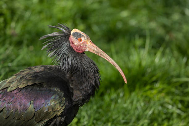 Portrait of a northern bald ibis, hermit ibis, or waldrapp (Geronticus eremita).