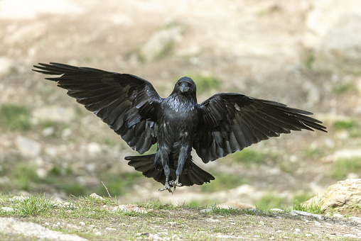 Front view of a landing common raven (Corvus corax).