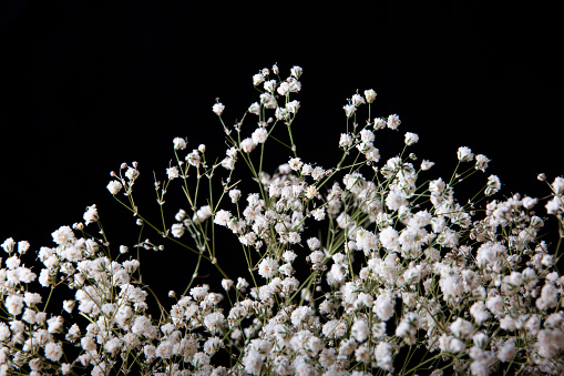 small white flowers on a black background