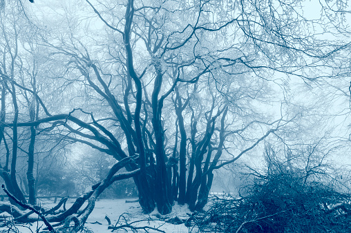 A fog-covered group of leafless deciduous trees in winter on the 