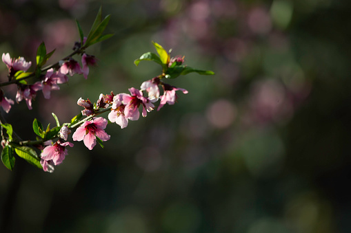 pink cherry blossom