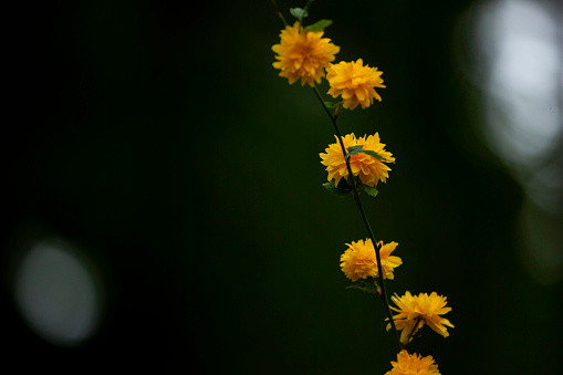 yellow flowers on a green background