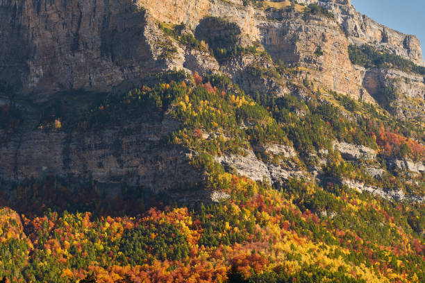 the red, ocher, yellow and green colors of autumn in the beech forests of the pyrenees of the ordesa valley, in the ordesa and monte perdido national park. huesca. aragon. spain - snow leaf branch winter imagens e fotografias de stock