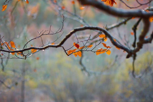 the red, ocher, yellow and green colors of autumn in the beech forests of the pyrenees of the ordesa valley, in the ordesa and monte perdido national park. huesca. aragon. spain - snow leaf branch winter imagens e fotografias de stock