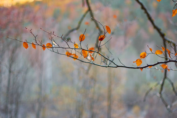 the red, ocher, yellow and green colors of autumn in the beech forests of the pyrenees of the ordesa valley, in the ordesa and monte perdido national park. huesca. aragon. spain - snow leaf branch winter imagens e fotografias de stock