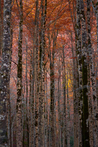 the red, ocher, yellow and green colors of autumn in the beech forests of the pyrenees of the ordesa valley, in the ordesa and monte perdido national park. huesca. aragon. spain - snow leaf branch winter imagens e fotografias de stock