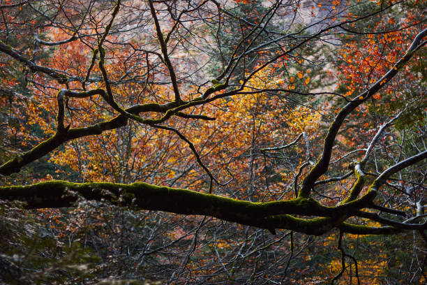 the red, ocher, yellow and green colors of autumn in the beech forests of the pyrenees of the ordesa valley, in the ordesa and monte perdido national park. huesca. aragon. spain - snow leaf branch winter imagens e fotografias de stock