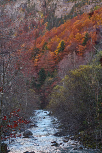 the red, ocher, yellow and green colors of autumn in the beech forests of the pyrenees of the ordesa valley, in the ordesa and monte perdido national park. huesca. aragon. spain - snow leaf branch winter imagens e fotografias de stock