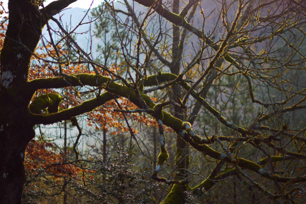 the red, ocher, yellow and green colors of autumn in the beech forests of the pyrenees of the ordesa valley, in the ordesa and monte perdido national park. huesca. aragon. spain - snow leaf branch winter imagens e fotografias de stock