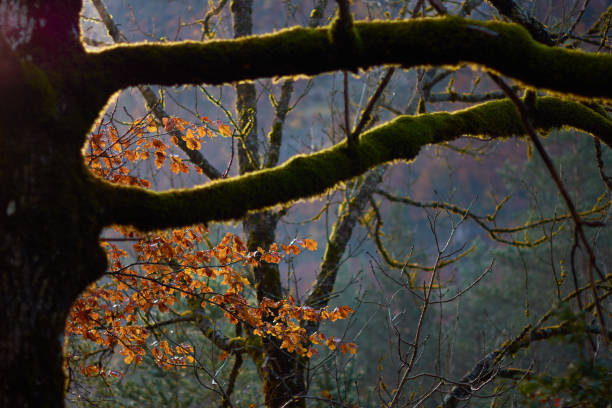 the red, ocher, yellow and green colors of autumn in the beech forests of the pyrenees of the ordesa valley, in the ordesa and monte perdido national park. huesca. aragon. spain - snow leaf branch winter imagens e fotografias de stock