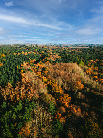 High angle view, taken by drone, depicting a the top of a beautiful forest canopy in autumn. The trees are glorious shades, of yellow, green and orange.