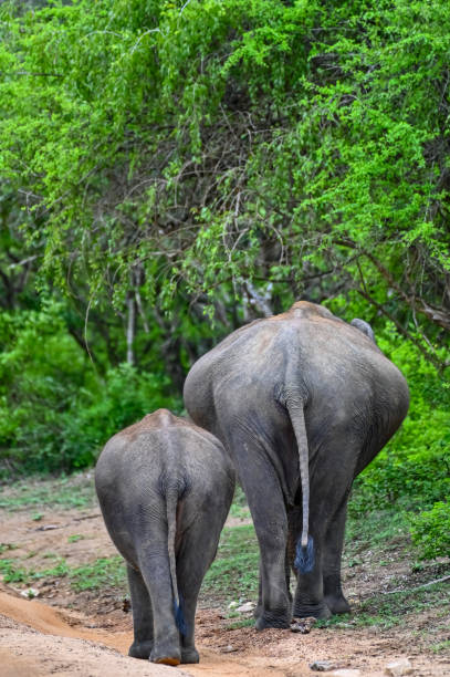 istock Beautiful animals of the world 1811116024