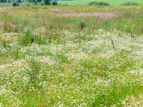 Sunny meadow with blossom carpet of ox-eye daisy flowers. Kaluzhsky region, Russia.