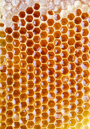 Sweet honeycomb isolated on white bee products with organic natural ingredients concept