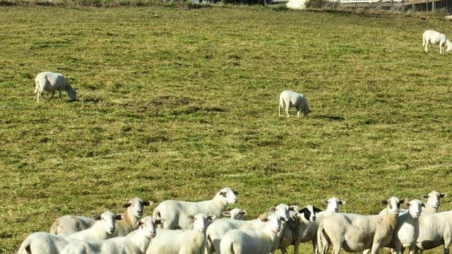 Sheep grazing in grass pasture in rural USA. Aerial establishing shot of livestock.