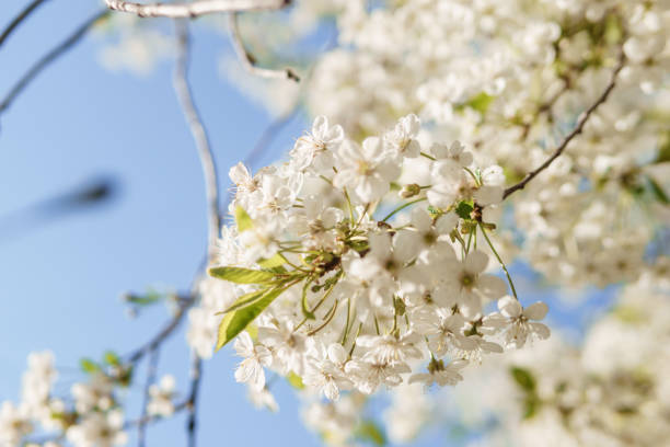 istock Blooming cherry branches with white flowers close-up, background of spring nature. Macro image of vegetation, close-up with depth of field. 1811125197