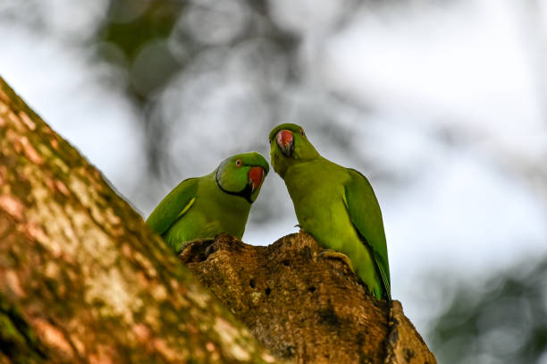 istock Beautiful birds of the world 1811125780