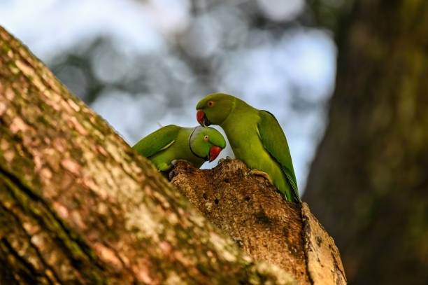 istock Beautiful birds of the world 1811126307