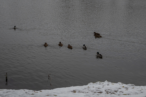 Kyiv, Ukraine. November 23, 2023: There are many ducks swimming in the lake. snowy park