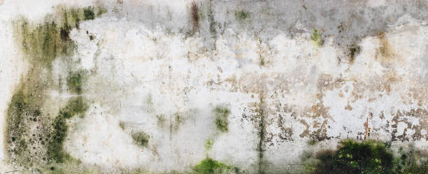 Green moss and rain stains on cement wall