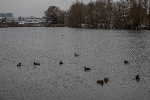 Kyiv, Ukraine. November 23, 2023: a winter lake in which ducks swim