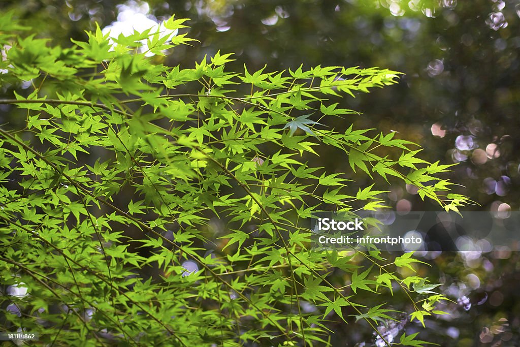 Albero di Acero giapponese di Kyoto, Giappone - Foto stock royalty-free di Acero