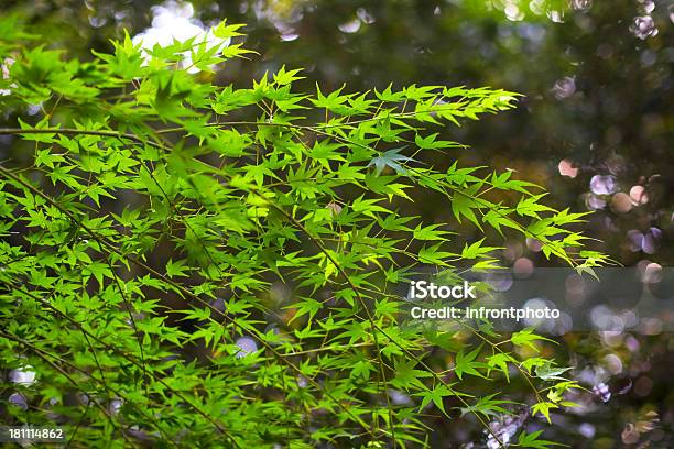 Albero Di Acero Giapponese Di Kyoto Giappone - Fotografie stock e altre immagini di Acero - Acero, Acero giapponese, Albero