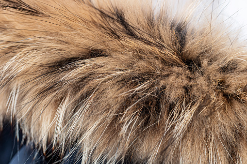 Winter jacket with a fur hood.