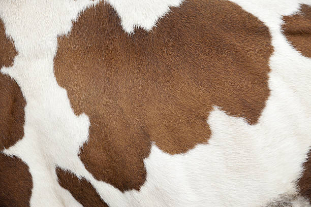 Cowhide of a calf texture background