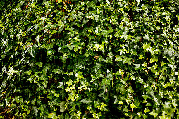 istock Green Ivy Plant 181115658