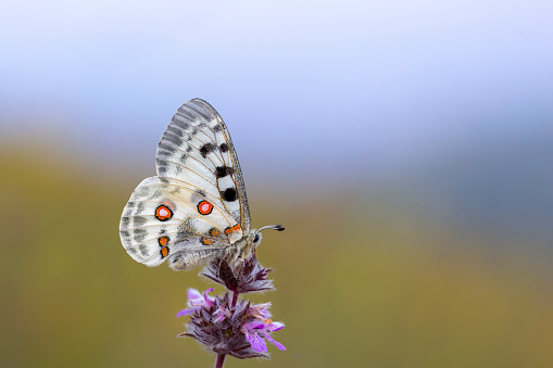 Female Apollo Butterfly, Parnassius apollo
